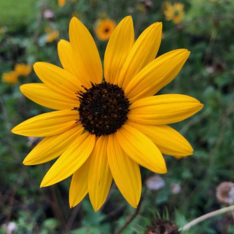 Florida ground cover plants: dune sunflower with bright yellow daisy-like flowers