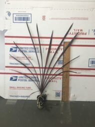 Cordyline Red Sensation - Image 2
