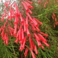 Firecracker Tropical - These are small starter plants less than 12 inches. - Image 4