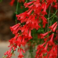 Firecracker Tropical - These are small starter plants less than 12 inches. - Image 3