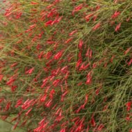 Firecracker Tropical - These are small starter plants less than 12 inches. - Image 5