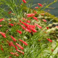 Firecracker Tropical - These are small starter plants less than 12 inches. - Image 2