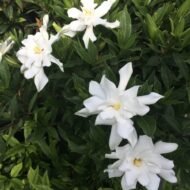 Frost Proof Gardenias - live starter plants less than 12 inches tall - Image 4