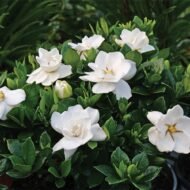 Frost Proof Gardenias - live starter plants less than 12 inches tall - Image 5
