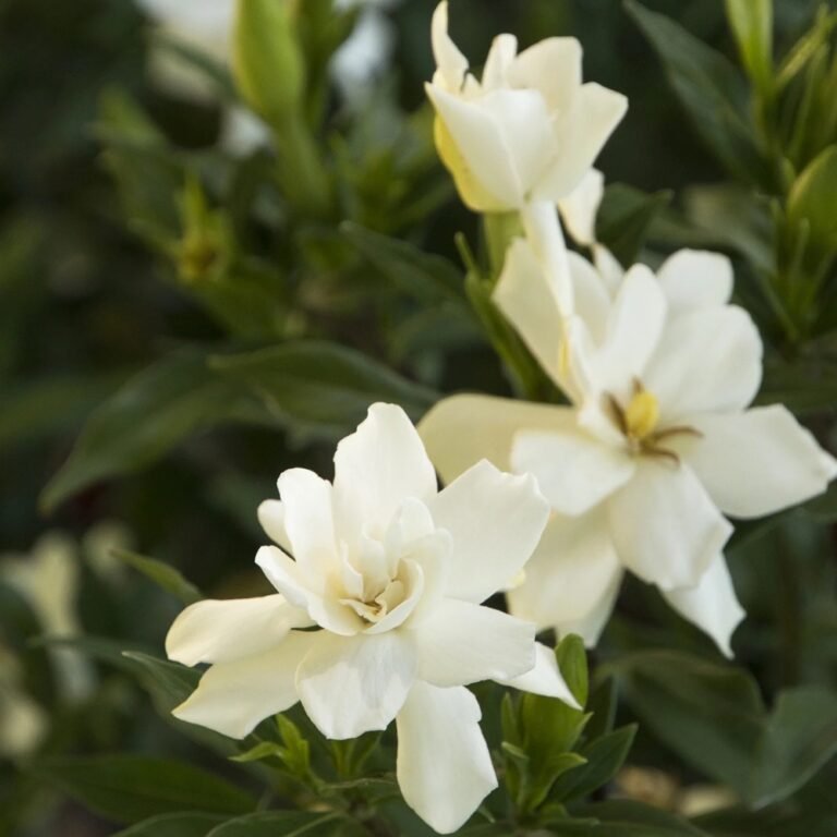 Frost Proof gardenia with creamy white blooms and deep green leaves
