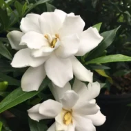 Frost Proof Gardenias - live starter plants less than 12 inches tall - Image 2