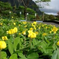 Golden Glory Ornamental Peanut - live starter plants less than 12 inches tall - Image 4
