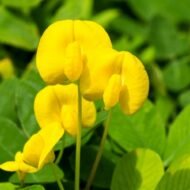 Golden Glory Ornamental Peanut - live starter plants less than 12 inches tall - Image 3