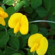 Golden Glory Ornamental Peanut - live starter plants less than 12 inches tall - Image 5