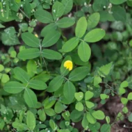 Golden Glory Ornamental Peanut - live starter plants less than 12 inches tall - Image 2