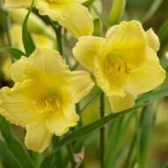 Happy Return Daylilys - live starter plants less than 12 inches tall - Image 5