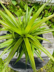 White Jade Pineapple - Live Plants - Image 5