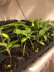 Dune Sunflower - Live Plants - Image 2