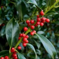 Ilex Needlepoint - Image 3