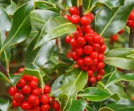 Ilex Needlepoint - Image 2