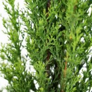 Italian Cypress - Live Plants - Image 4