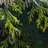 Italian Cypress - Live Plants - Image 3