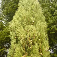 Italian Cypress - Live Plants - Image 2