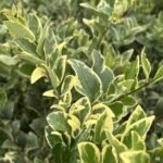 Jack Frost Ligustrum - live starter plants less than 12 inches tall
