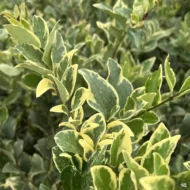 Jack Frost Ligustrum - live starter plants less than 12 inches tall - Image 2