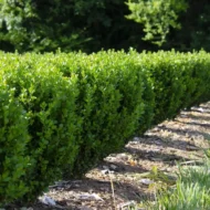 Japanese Boxwood - Live Plant - Image 2