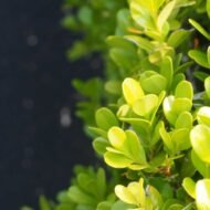 Japanese Boxwood - Live Plant - Image 4