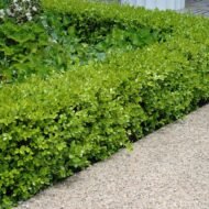 Japanese Boxwood - Live Plant - Image 5