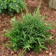 Juniper Prince of Wales - Live Plants - Image 5
