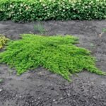 Juniper Prince of Wales - Live Plants