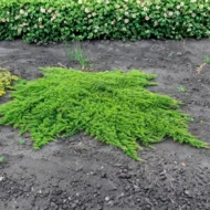 Juniper Prince of Wales - Live Plants - Image 2