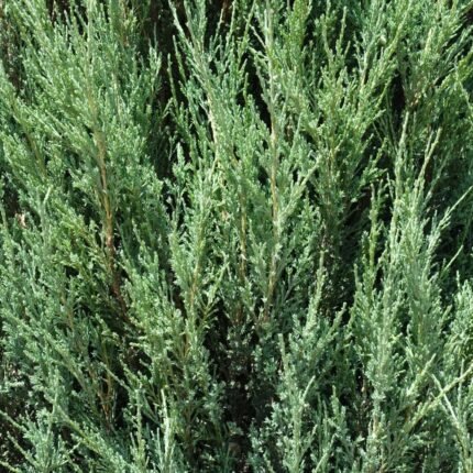 Skyrocket Juniper columnar evergreen used as a privacy screen