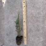 Juniper Skyrocket - Live Plants