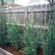 Juniper Skyrocket - Live Plants - Image 3