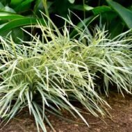 Liriope Aztec - live starter plants less than 12 inches tall - Image 3