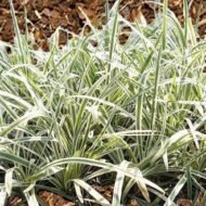 Liriope Aztec - live starter plants less than 12 inches tall - Image 4