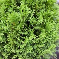 Little Giant Arborvitae - live starter plants less than 12 inches tall - Image 4