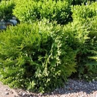 Little Giant Arborvitae - live starter plants less than 12 inches tall - Image 3