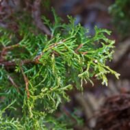 Little Giant Arborvitae - live starter plants less than 12 inches tall - Image 5