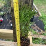 Little Giant Arborvitae - live starter plants less than 12 inches tall