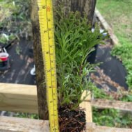 Little Giant Arborvitae - live starter plants less than 12 inches tall