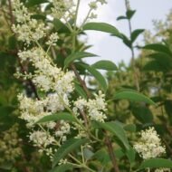 Lucidum Ligustrum - Live Plant - Image 3