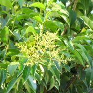 Lucidum Ligustrum - Live Plant - Image 5