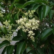 Lucidum Ligustrum - Live Plant