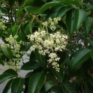Lucidum Ligustrum - Live Plant - Image 2