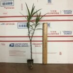 Mexican Petunia (Purple Showers)