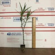 Mexican Petunia (Purple Showers)