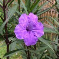 Mexican Petunia (Purple Showers) - Image 4