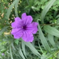 Mexican Petunia (Purple Showers) - Image 5