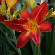 Ming Toy Daylily - Live Plants - Image 4