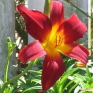 Ming Toy Daylily - Live Plants - Image 3